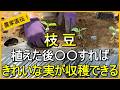 【枝豆栽培】植える時のひと手間で美味しい実がたくさん収穫できます【有機農家直伝！無農薬で育てる家庭菜園】　26/5/14