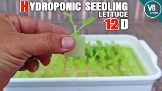How to Grow Lettuce Hydroponically | Seedling to Transplant Step-by-Step
