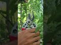 Pruning Plum Trees for Better Growth &amp; Sweet Harvest 🍑#PlumPruning #PlumTreeCare #FruitTreePruning