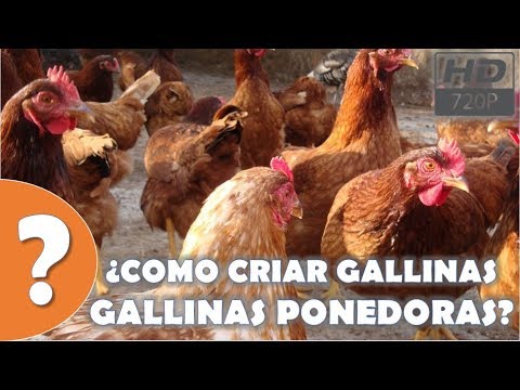 Video: Mantener Gallinas Ponedoras En El Campo Y Cuidarlas