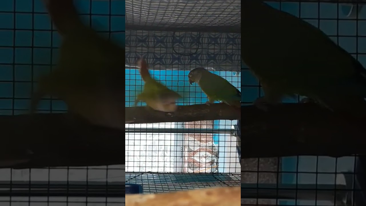 Conure breeding pair| Pineapple conure|