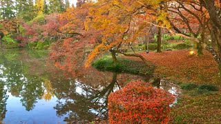 20191129 京都 府立植物園 半木之道 秋 紅葉