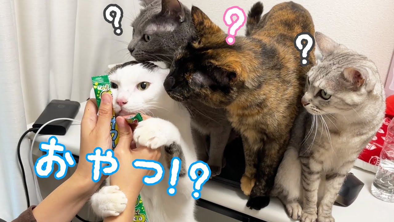 ママのお菓子をちゅーると勘違いする猫たちの圧がすごい