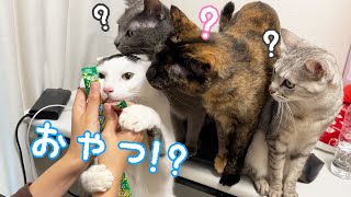 ママのお菓子をちゅーると勘違いする猫たちの圧がすごい