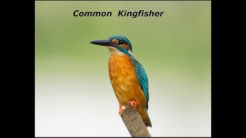 Common Kingfisher | Wildlife documentary | Wildlife Photography | Animal videos documentary