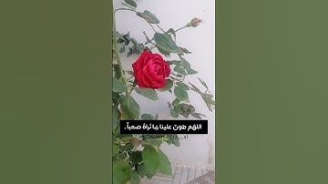 صباح الخير 🌺مقاطع فيديو قصير للقرآن الكريم❤️تلاوة هادئة💙اريحو قلوبكم 🧡حالات واتس اب قصيره قرآن كريم💗