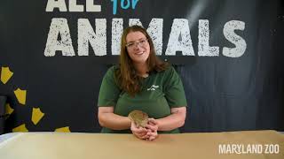 WILD TRUTHS | Episode 4: Thats a Tenrec!