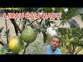 LIMAU BALI MADU