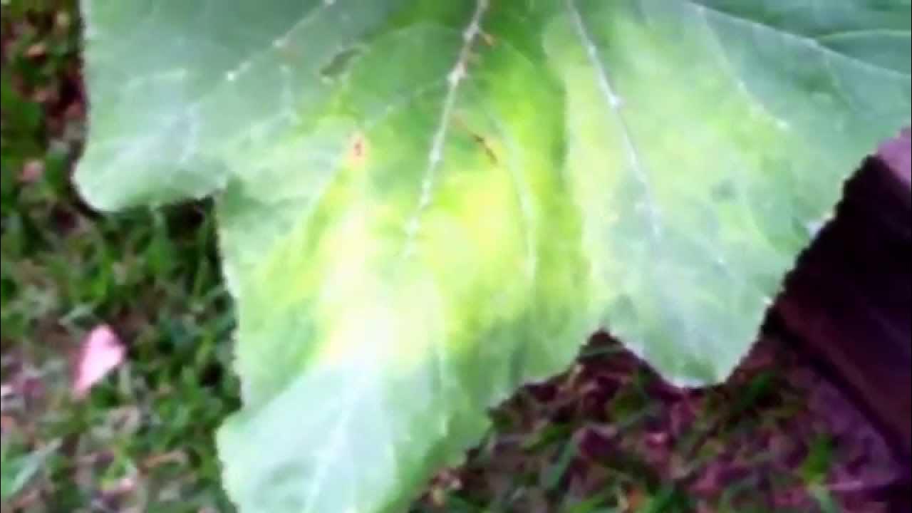 Neem oil and copper vs Powdery,and Downey mildew part 2 YouTube