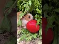 Big belly, bigger cuteness 🐰 #ChubbyRabbit #CutePets #AnimalLovers