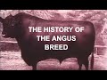 ANGUS CATTLE HISTORY: The History of the Angus Breed in America