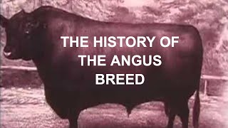 ANGUS CATTLE HISTORY: The History of the Angus Breed in America