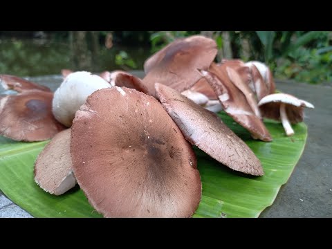 ভিডিও: মাশরুম দিয়ে কীভাবে রান্না করবেন