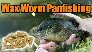 Shellcracker, Longear, Bluegill, Redbreast Panfishing in Creeks and Ponds with Artificial Wax Worms by MoondogBaitCo 464 views 10 months ago 4 minutes, 50 seconds