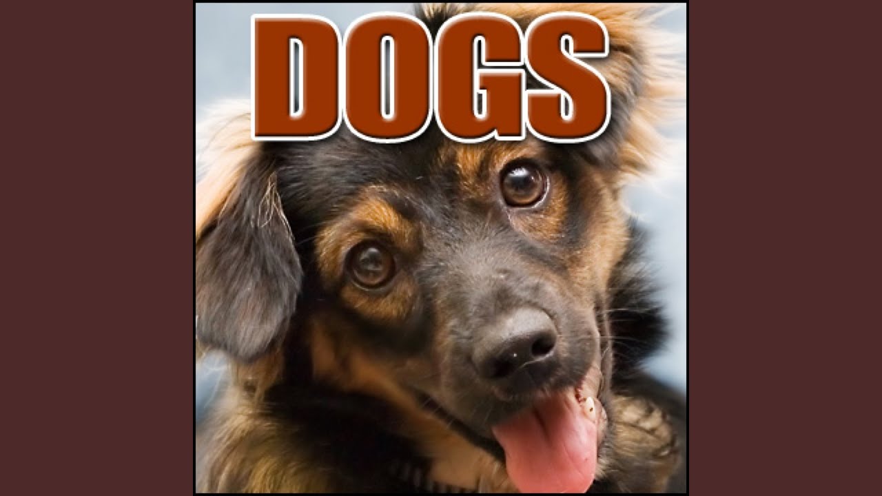Watch Animal, Dog - German Shepherd: Angry Barking, Dogs on YouTube Watch Animal, Dog - German Shepherd: Angry Barking, Dogs on YouTube