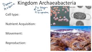 Kingdom Archaeabacteria