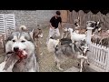 Achanak Say Dogs Ny Goat Farm Pr Dhawa Bol Dia 😢