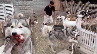 Achanak Say Dogs Ny Goat Farm Pr Dhawa Bol Dia 😢