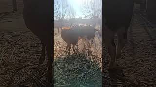 Just a real Simmental bull, big headed, strong for raising 102
