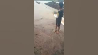 Panen ikan rawa banteng