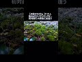 【#苔テラリウム 】で大人気の#フジノマンネングサ 。初対面で大群生に出逢う  #苔テラリウム  #苔