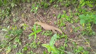 monitor Lizard