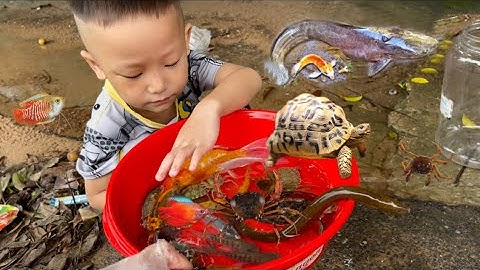 Thỏ Vlog tìm cá Molly bong bóng , cá beta , lươn , ốc , cua sắc màu , cá chép vàng , rùa, cá mún đỏ