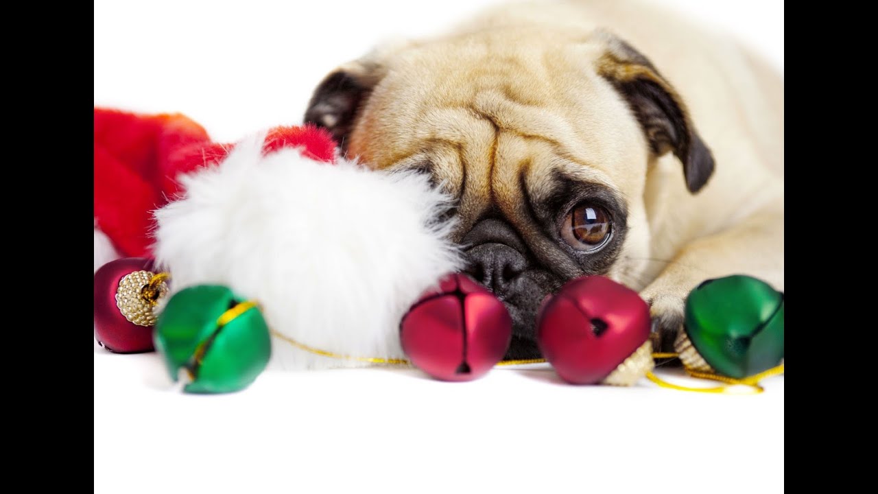 pug dogs all dressed up with we wish you a merry christmas carol youtube