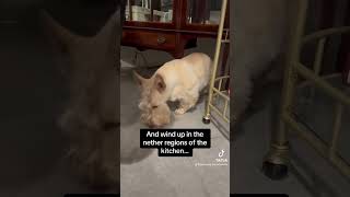 Scottish Terrier goes where no dog has gone before…