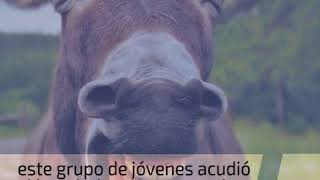 Adolescentes contraen rabia por practicar sexo con una burra