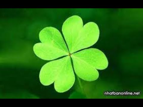 Video May mắn sẽ đến khi bạn nhìn thấy cỏ 4 lá này - youtube