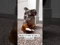 You will be their everything #dog #frenchbulldog #funny #kids #kidsvideo #minecraft #roblox #fyp