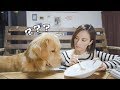 ゴールデンがどれだけ食いしん坊かわかる動画