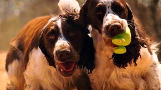 Tangos English Springer