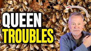 Beekeeping: How To Solve Queen Problems