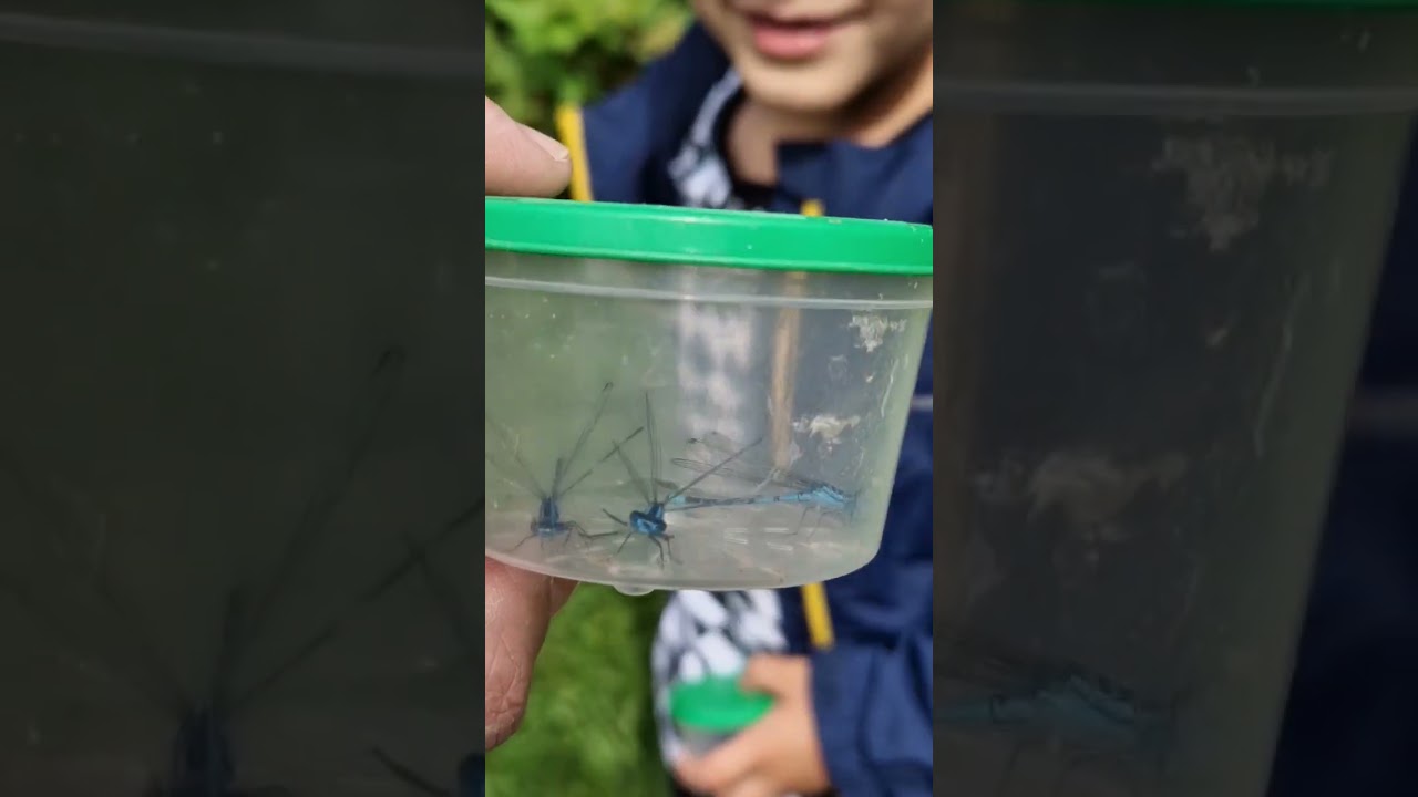 blue damselfly dance mix