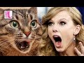 Taylor Swift Gets Attacked By Meredith The Cat