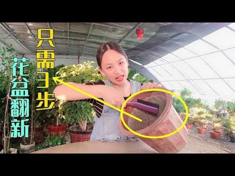 只需3步 轻松清洁花盆上的盐碱物 再泡点这种水比新盆都好用 Youtube