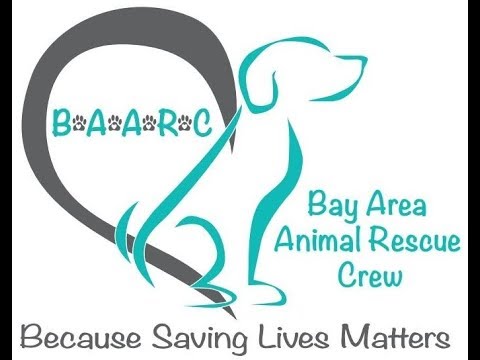 Pet Adoption In Concord California Bay Area Animal Rescue