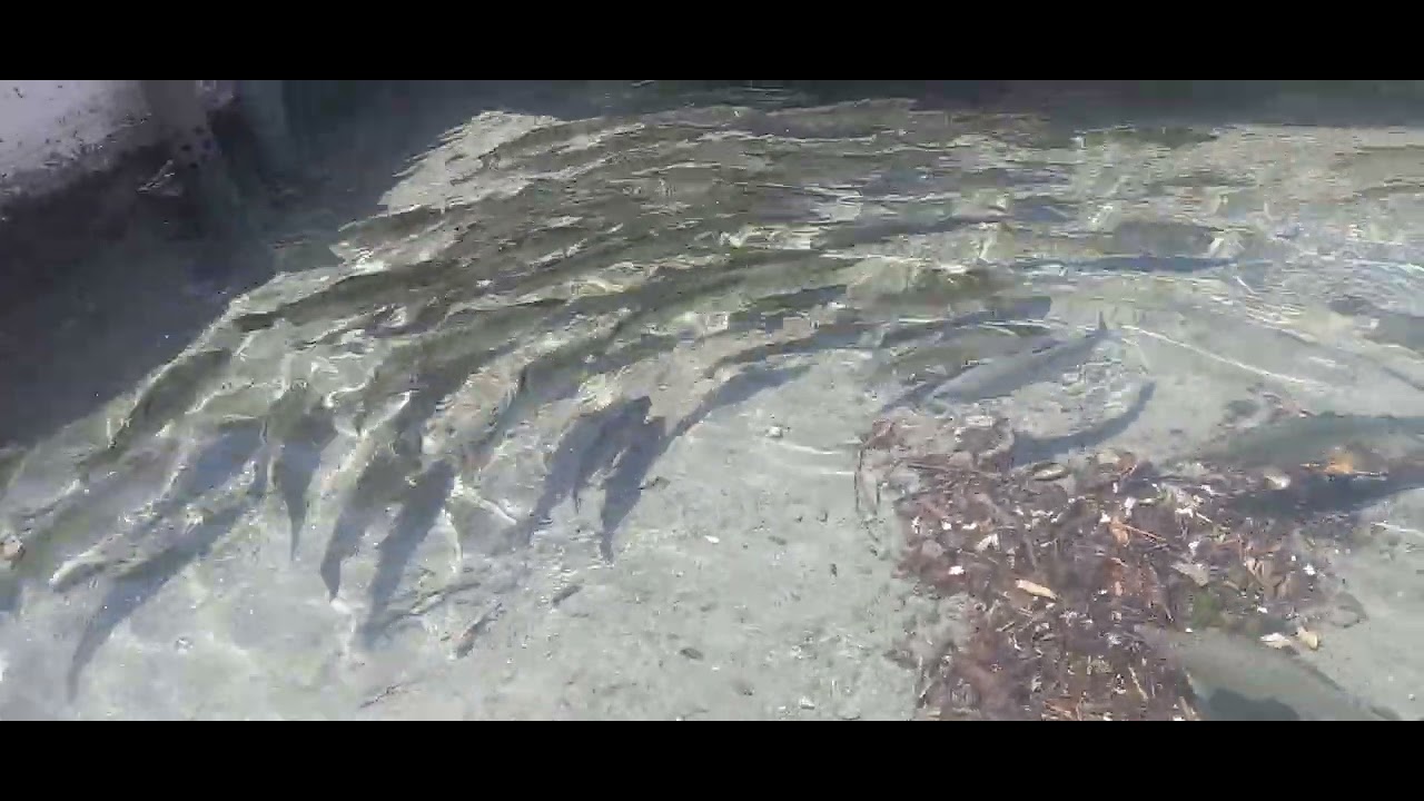 traot fish in kalam - YouTube