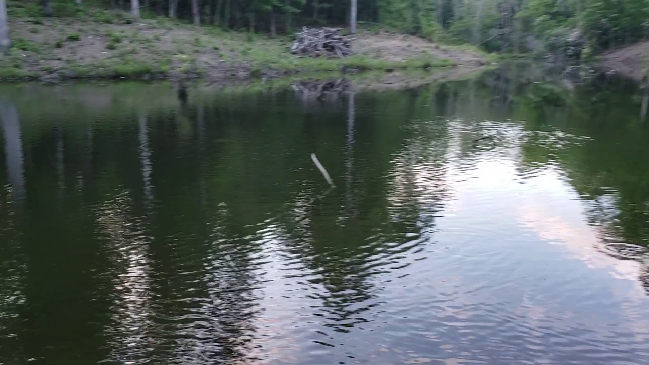 Texas Hunter Fish Feeder After Install Youtube