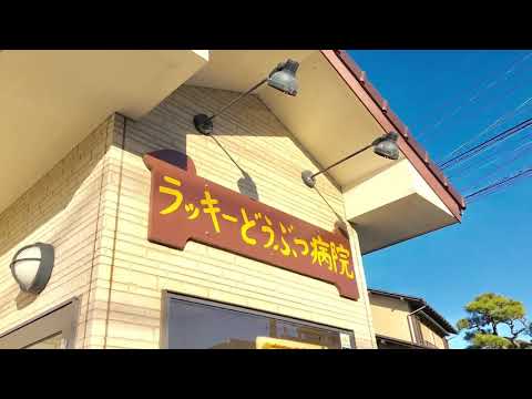 ドッグメディカル ラッキーどうぶつ病院 古賀市天神 ドッグメディカル ラッキーどうぶつ病院 古賀市天神