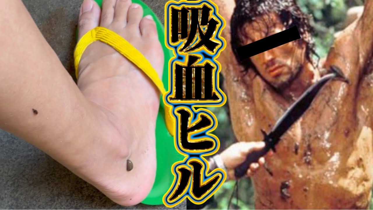 ヒルに血を吸われた Bloodsucker Leech 山蛭 ヤマビル キルビル 生まれて初めての吸血ヒル YouTube ヒルに血を吸われた Bloodsucker Leech 山蛭 ヤマビル キルビル 生まれて初めての吸血ヒル YouTube