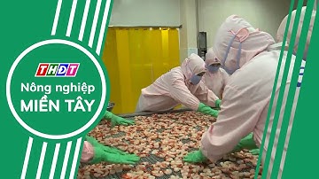 Xuất khẩu tôm sang Trung Quốc giảm mạnh | Nông nghiệp Miền Tây