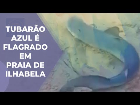 TUBARÃO AZUL É FLAGRADO EM PRAIA DE ILHABELA