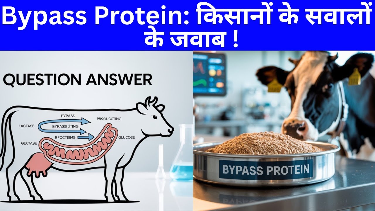 Bypass Protein Part 2: Question-Answers of Dairy Farmer's @Dr Charandeep