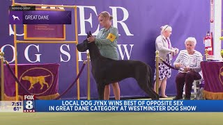 Great Dane 'Jynx' from North Royalton catches judges eye at Westminster Dog Show