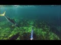 Sharing The Stoke!! - Western Australia - Impact Zone Spearfishing