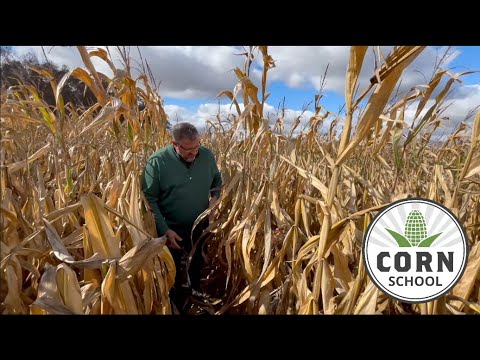 Pro Tips For Harvesting Drought Stressed Corn