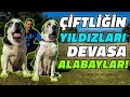 ORTA ASYA’DAN GELEN DEV KÖPEKLER | GÖSTERİŞ KONUSUNDA ÜSTLERİNE YOK !